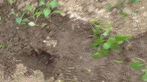 Выращивание георгин из клубней и семян (Часть 2)
