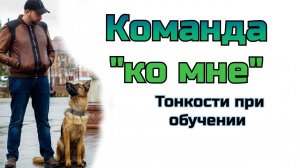 Как научить собаку команде «ко мне»