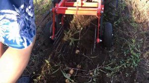 Мотоблок МТЗ и картофелекопалка КМ 1