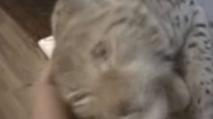 Домашняя рысь .