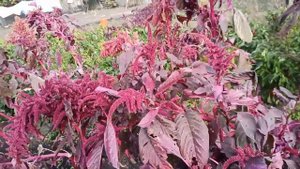 Собрал гигантский АМАРАНТ  часть 2