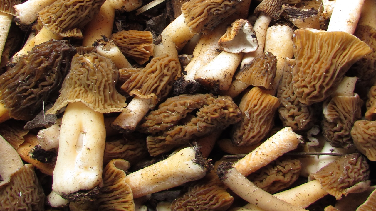 Сморчковая шапочка смотреть онлайн