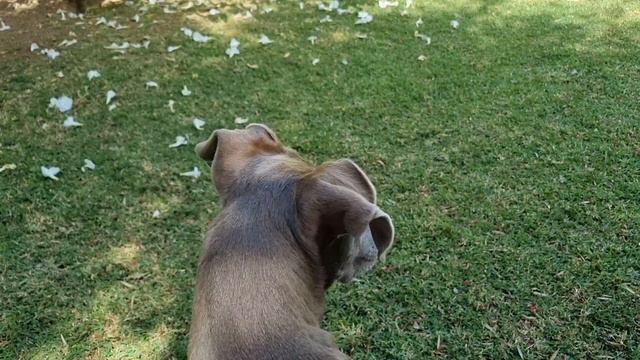 Furpurrs and Boefwoofs: For the pet and animal lovers смотреть онлайн