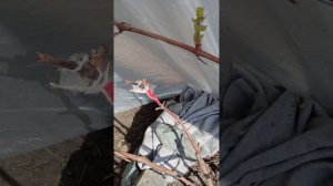 Весеннее укрытие, разгон винограда   4 мая 2023 г.р