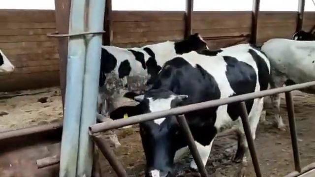нетели черно пестрой породы продуктивность матерей более 8000