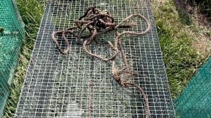 КАК СОХРАНИТЬ РЕЧНЫХ РАКОВ ЖИВЫМИ,  ПЕРЕДЕРЖКА РАКОВ!