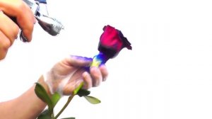 Как сделать синие розы
