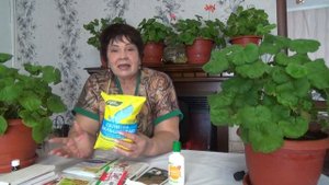 Как сохранить пеларгонию (герань) зимой