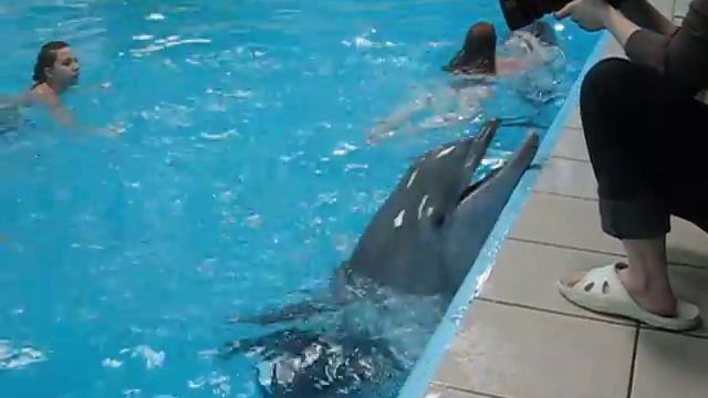 Дельфины........ смотреть онлайн