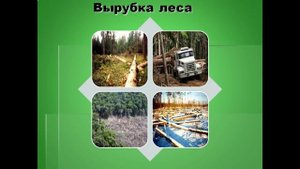 Значение леса 3 класс УМК ПНШ презентация по Окружающему миру