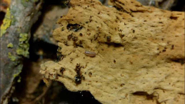 Armadillidium klugii "Montenegro" смотреть онлайн
