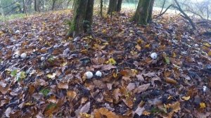 Wie du Champignons bestimmen & erkennen kannst