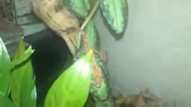 brookesia chameleon eating смотреть онлайн