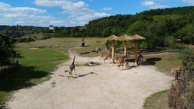 жирафы зоопарк прага смотреть онлайн