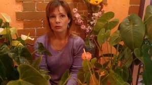 И СНОВА АНТУРИУМЫ ?АНТУРИУМ ЗИМОЙ. УХОД ЗА АНТУРИУМОМ.