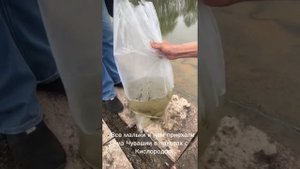 Запускаем малька карпа, белого Амура, толстолобика в свои пруды