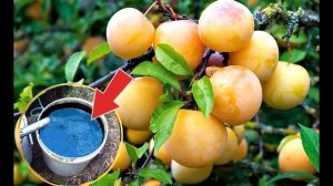 Подкормите этим сливу и вишню осенью в сентябре октябре и урожай будет просто потрясающим!