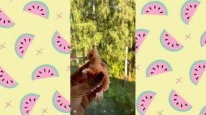?Подборка видео про бисер из лайка?Видео про бисероплетение из лайка?!Видео не мои!