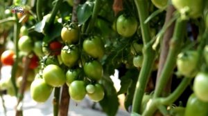 ГНИЮТ ПОМИДОРЫ-ВЕРШИННАЯ ГНИЛЬ. ЛЕЧЕНИЕ ТОМАТОВ. ЧЕМ ПОДКОРМИТЬ И ОПРЫСКАТЬ ПОМИДОРЫ!