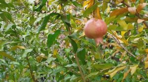 Уличный гранат. Первый плод. Украина. Кропивницкий 2019 год