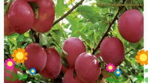 Алыча гибридная Июльская Роза. Краткий обзор, описание характеристик Iulskaia Rosa