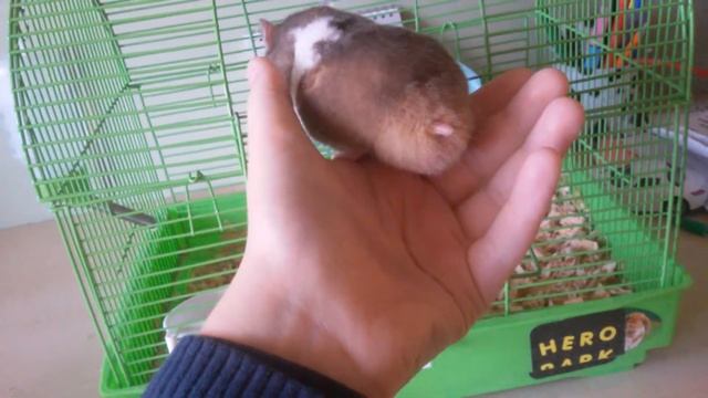 Мой сирийский хомяк шустрик смотреть онлайн