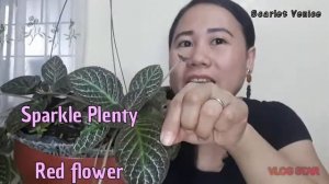 EPISCIA PLANTS & CARE TIPS - SCARLET VENICE