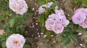 ЦВЕТЕНИЕ РОЗ 2023??. ОБОЖАЕМЫЕ ❤️❤️❤️???