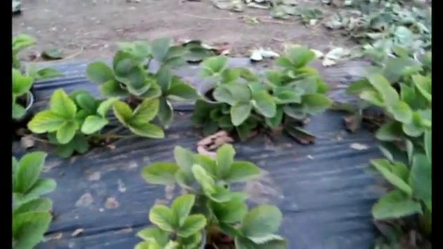 Клубничное утро - 2: СОВКА! Чем опрыскать клубнику. смотреть онлайн