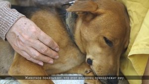 Почему собаки лижут руки хозяина?