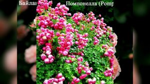 Самые обильноцветущие розы флорибунды. Часть вторая.
