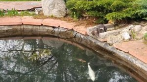 Техническое обслуживание пруда весной. Карпы кои, содержание.