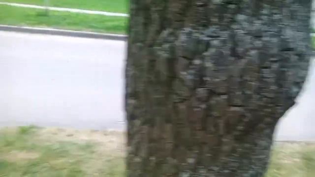 Хотел сломать дерево как в майнкрафт. Ударился больно. -рука(минус) дота сила спорт могила смотреть онлайн