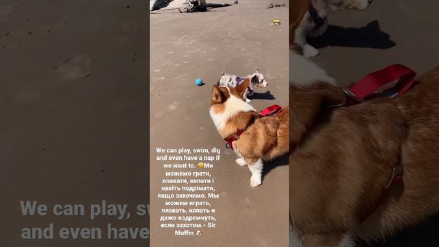 Wiggles at the beach 🏝️#corgi #англійська #английский #english #урокианглійської #ukranian #funny