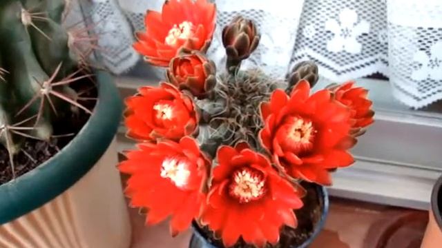 Мои комнатные цветы.Долгожданная радость! Расцвел кактус!GYMNOCALYCIUM