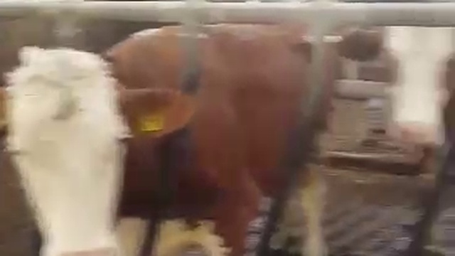 Симменталы племенные оптом! +79656176005 WhatsApp пишите.