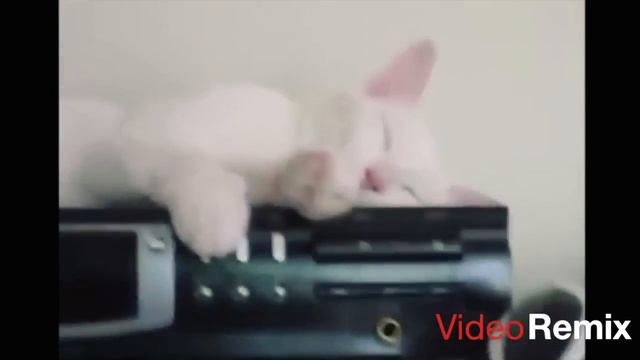 Колибри в замедленном полёте поедание капусты внезапное пробуждение кота п смотреть онлайн