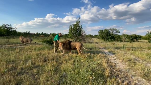 Как кормят сейчас львов в ПРАЙДЕ ОЛЕЖКИ !