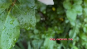 Клаймбер Андре ле Нотр