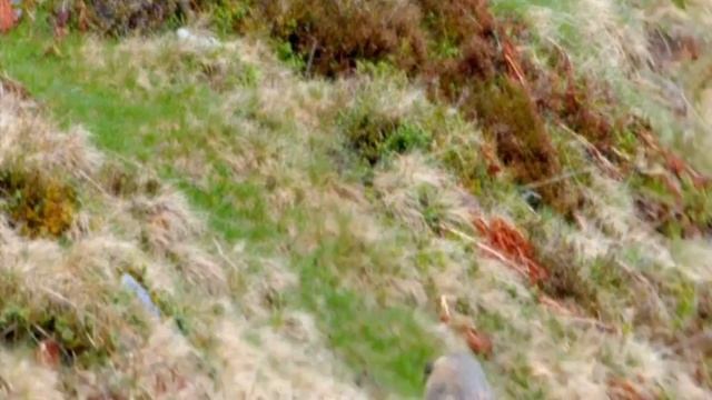 БЕРКУТ охота на Сурка смотреть онлайн