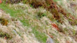 БЕРКУТ охота на Сурка