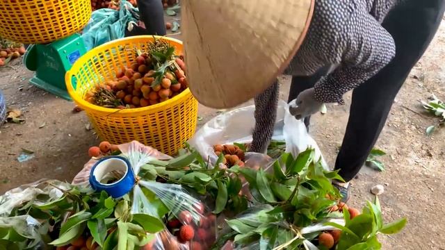 Как растет личи / how lychee grows интересно знать смотреть онлайн