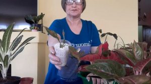 Покупка 2 аглаонем и пересадка.