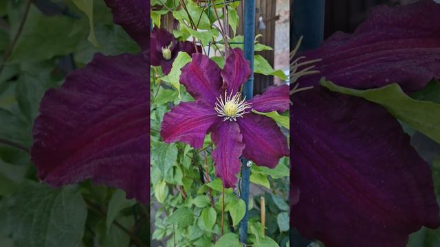 Клематис Warszawska Nike(Варшавская Ночь)Цветок 15 см смотреть онлайн