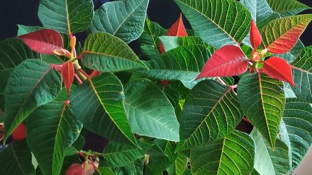 Пуансетия смотреть онлайн