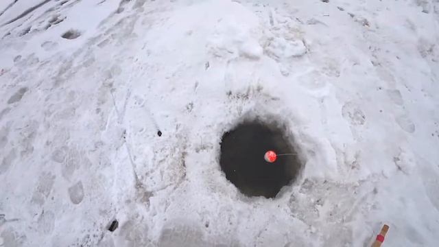 ХАПУГИ ТРЕЩАТ! РЫБА НЕ ЛЕЗЕТ В ЛУНКИ! Рыбалка на Хапуги! Хапуги отработали на Ура!