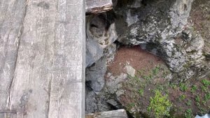 Северная Осетия отель Форрест