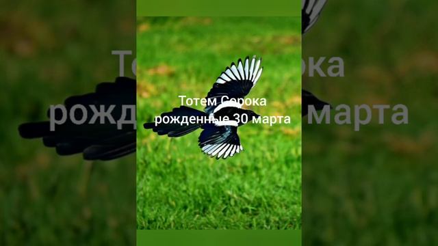 Тотем Сорока рождённые 30 марта смотреть онлайн