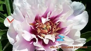 Пион ито Кора Луиза (paeonia itoh cora louise) ? обзор: как сажать, рассада пиона Кора Луиза