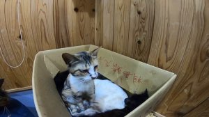 猫島のフェリー乗り場が想像以上に猫カフェだった